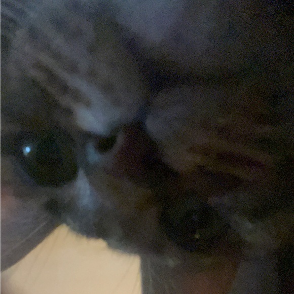 Meet your Posher, Avery - Picture 1 of 1